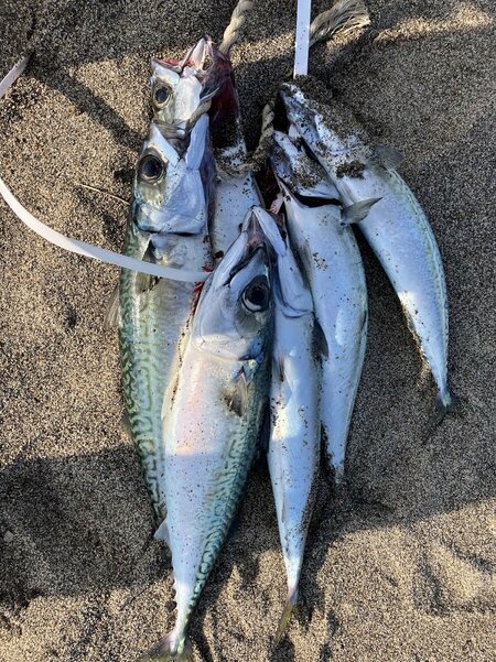 IMG_7212サバ.jpg