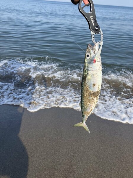 IMG_7211サバjpg.jpg